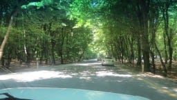 Тенистые широколиственные леса по дороге в Щеки